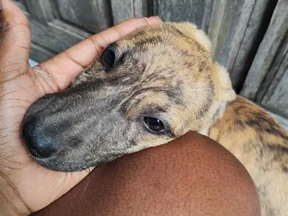 Cachorro raça SRD-ViraLata idade 7 a 11 meses nome Iza