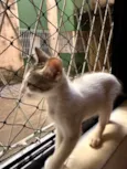 Chico e Bento 
