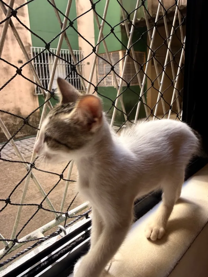 Gato raça SRD-ViraLata idade 2 a 6 meses nome Chico e Bento 