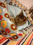 Chico e Bento 