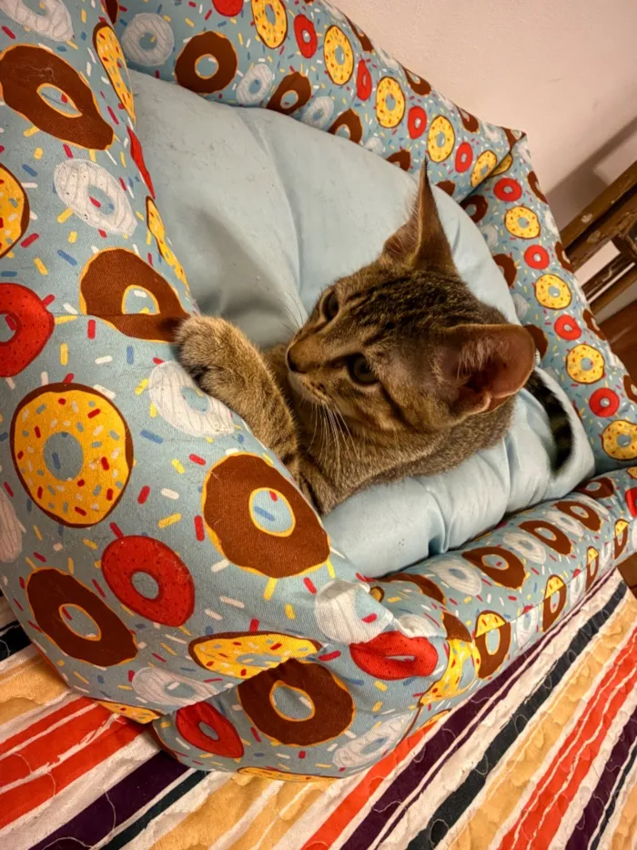 Gato raça SRD-ViraLata idade 2 a 6 meses nome Chico e Bento 