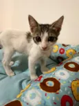 Chico e Bento 