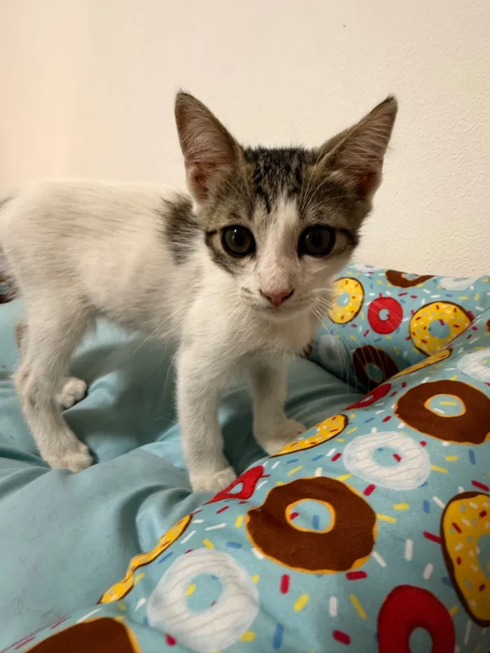Gato raça SRD-ViraLata idade 2 a 6 meses nome Chico e Bento 