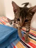 Chico e Bento 