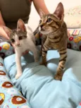 Chico e Bento 