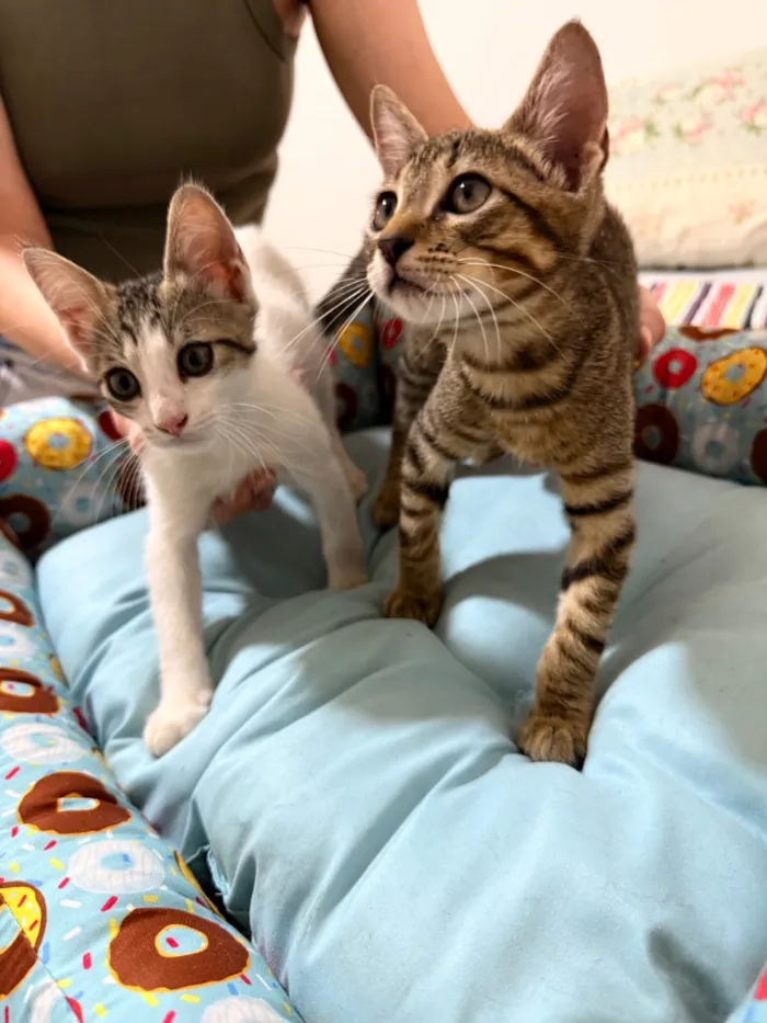 Gato raça SRD-ViraLata idade 2 a 6 meses nome Chico e Bento 