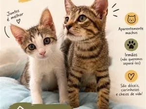 Gato raça SRD-ViraLata idade 2 a 6 meses nome Chico e Bento 