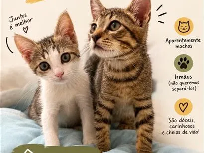 Gato raça SRD-ViraLata idade 2 a 6 meses nome Chico e Bento 