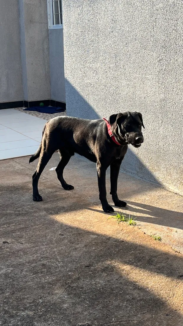 Cachorro raça SRD-ViraLata idade 1 ano nome Pantera