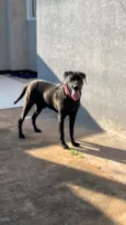 Pantera