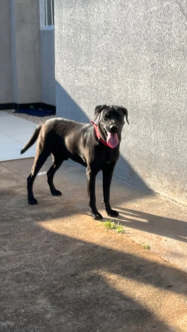 Cachorro raça SRD-ViraLata idade 1 ano nome Pantera