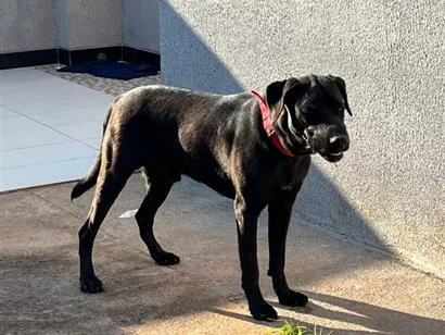 Cachorro raça SRD-ViraLata idade 1 ano nome Pantera