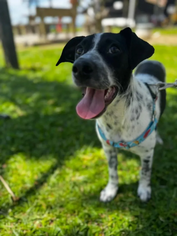 Cachorro raça SRD-ViraLata idade 2 a 6 meses nome Bob