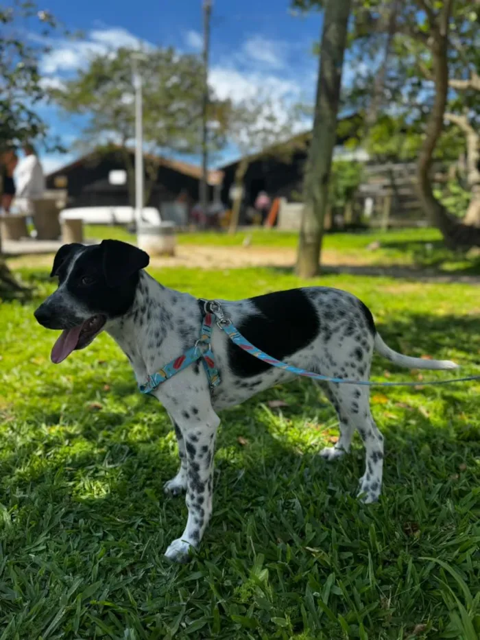 Cachorro raça SRD-ViraLata idade 2 a 6 meses nome Bob