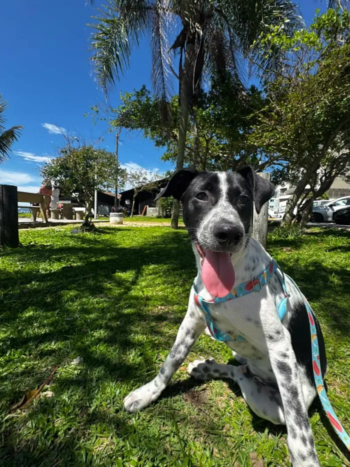 Cachorro raça SRD-ViraLata idade 2 a 6 meses nome Bob