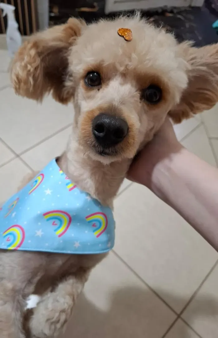 Cachorro raça Poodle idade 1 ano nome Bartolomeu