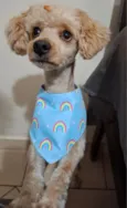 Bartolomeu