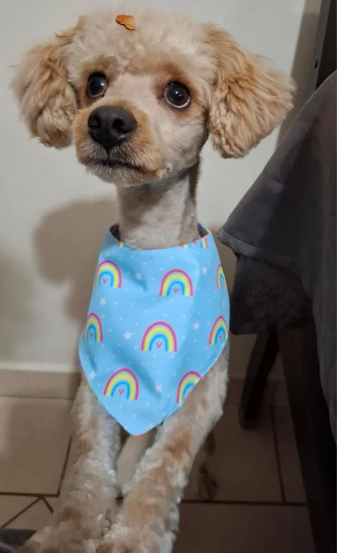Cachorro raça Poodle idade 1 ano nome Bartolomeu