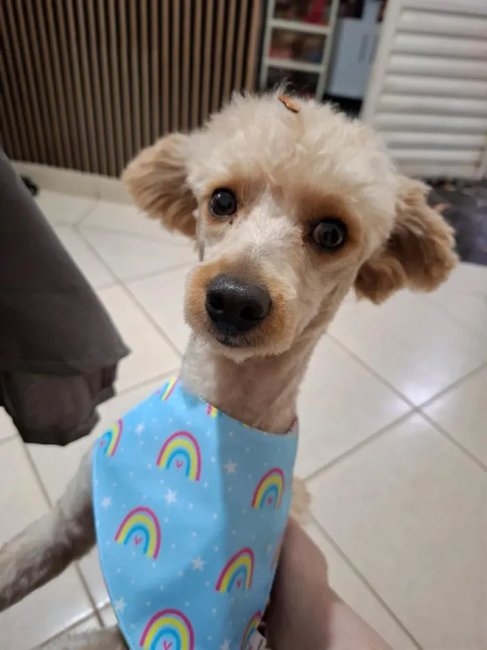 Cachorro raça Poodle idade 1 ano nome Bartolomeu