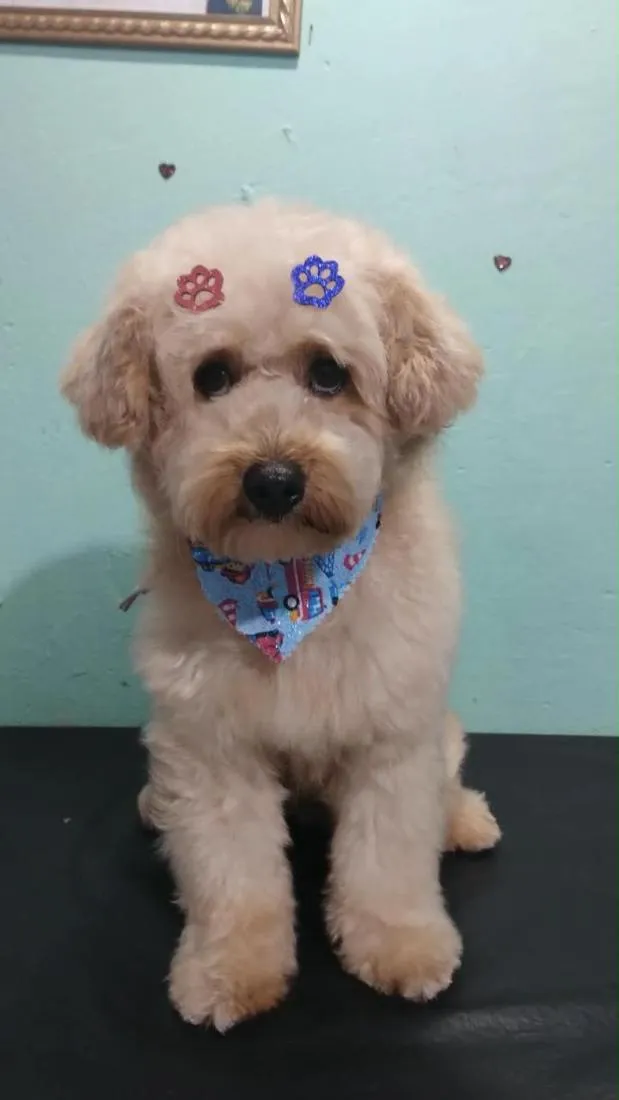 Cachorro raça Poodle idade 1 ano nome Bartolomeu