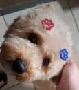Bartolomeu