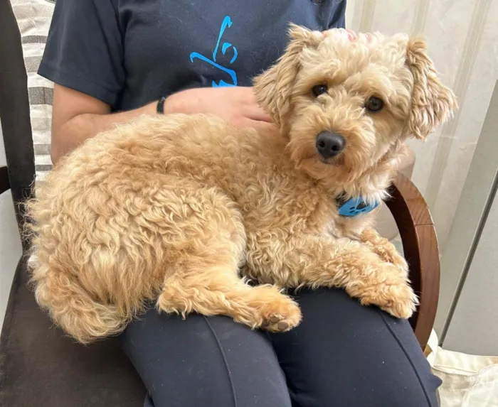 Cachorro raça Poodle idade 1 ano nome Bartolomeu