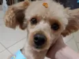 Bartolomeu