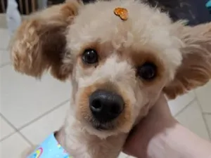 Cachorro raça Poodle idade 1 ano nome Bartolomeu