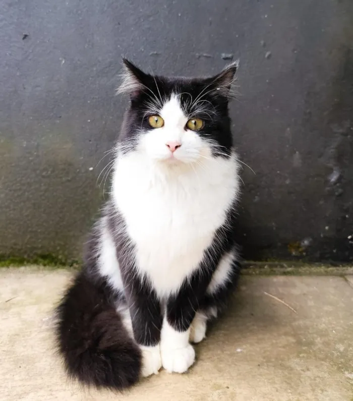 Gato raça Persa idade 7 a 11 meses nome Salem