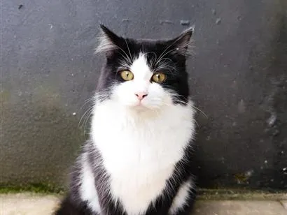 Gato raça Persa idade 7 a 11 meses nome Salem