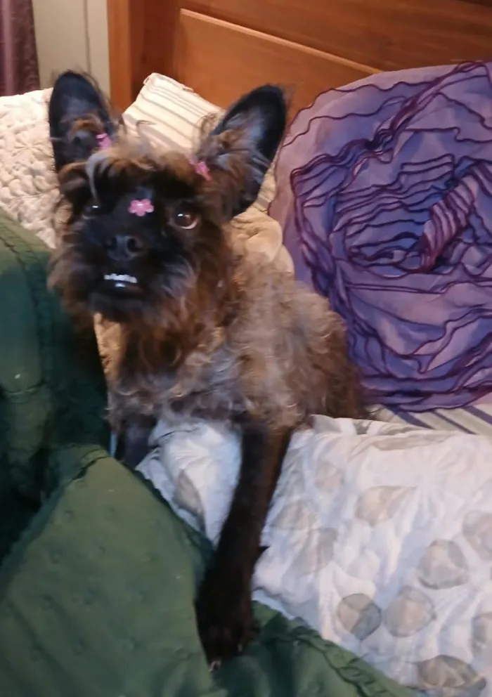 Cachorro raça SRD-ViraLata idade 1 ano nome charlote
