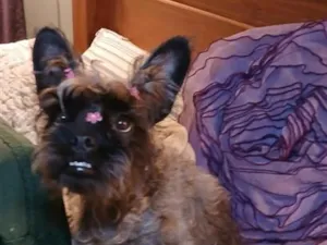 Cachorro raça SRD-ViraLata idade 1 ano nome charlote