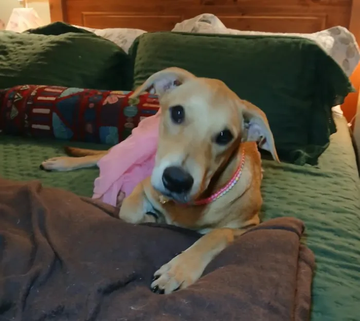 Cachorro raça SRD-ViraLata idade 2 a 6 meses nome flor
