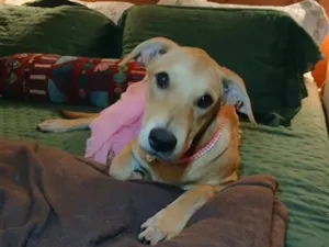 Cachorro raça SRD-ViraLata idade 2 a 6 meses nome flor