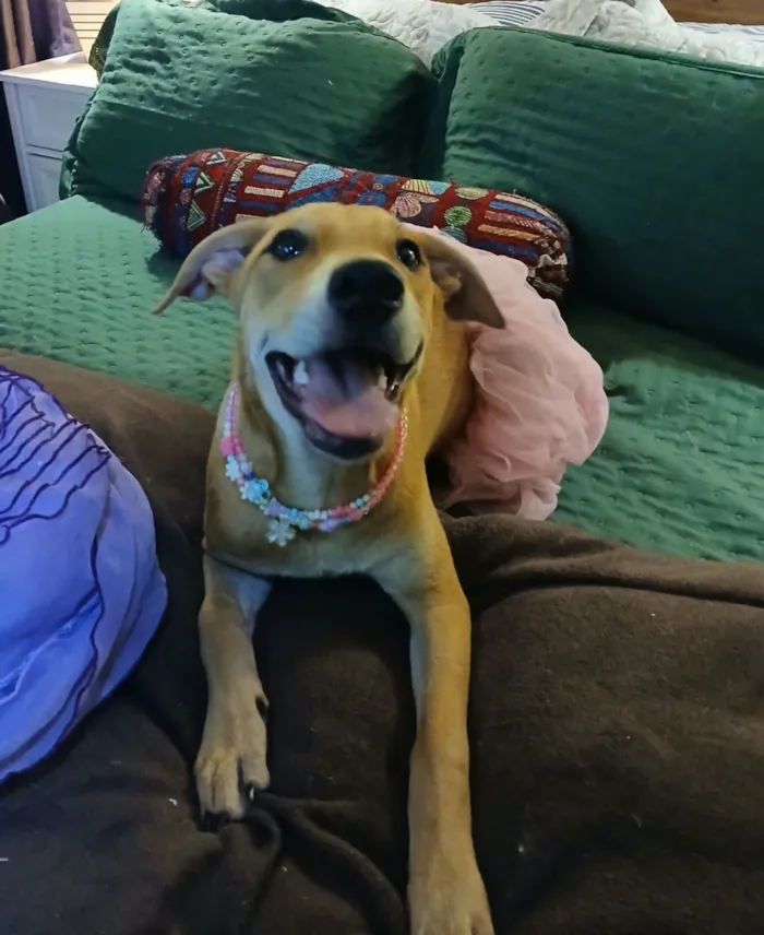 Cachorro raça SRD-ViraLata idade 2 a 6 meses nome flor