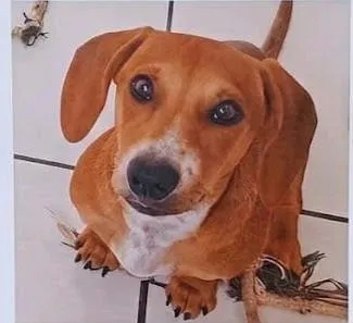 Cachorro raça SRD-ViraLata idade 7 a 11 meses nome Brynn