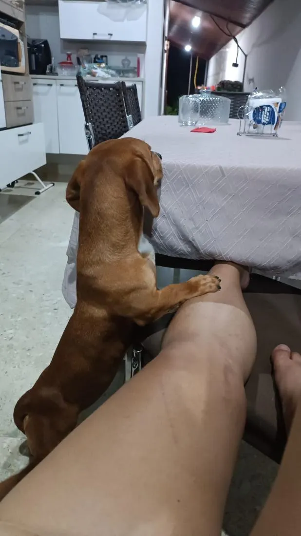 Cachorro raça SRD-ViraLata idade 7 a 11 meses nome Brynn
