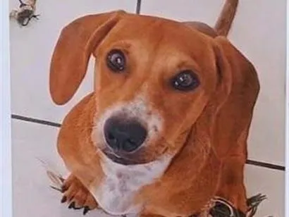 Cachorro raça SRD-ViraLata idade 7 a 11 meses nome Brynn