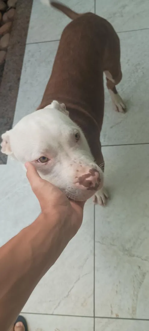 Cachorro raça Pit-Bull idade 2 a 6 meses nome zeus