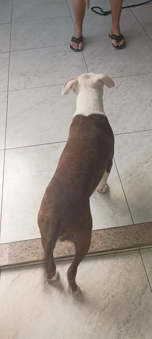 Cachorro raça Pit-Bull idade 2 a 6 meses nome zeus