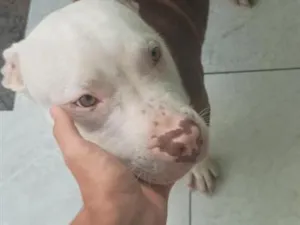 Cachorro raça Pit-Bull idade 2 a 6 meses nome zeus