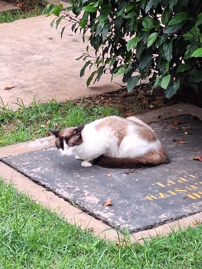 Gato raça SRD-ViraLata idade 2 anos nome sem nome 