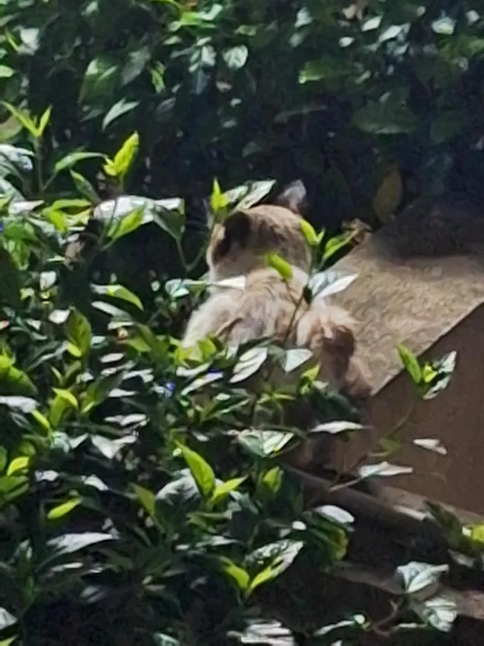 Gato raça SRD-ViraLata idade 2 anos nome sem nome 