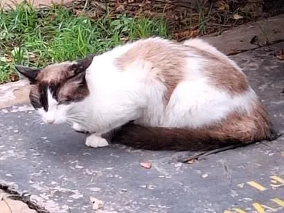 Gato raça SRD-ViraLata idade 2 anos nome sem nome 