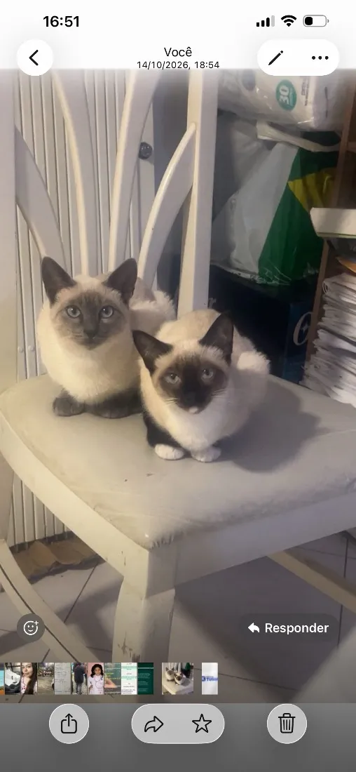 Gato raça SRD-ViraLata idade 2 a 6 meses nome Zuzuki é pandora