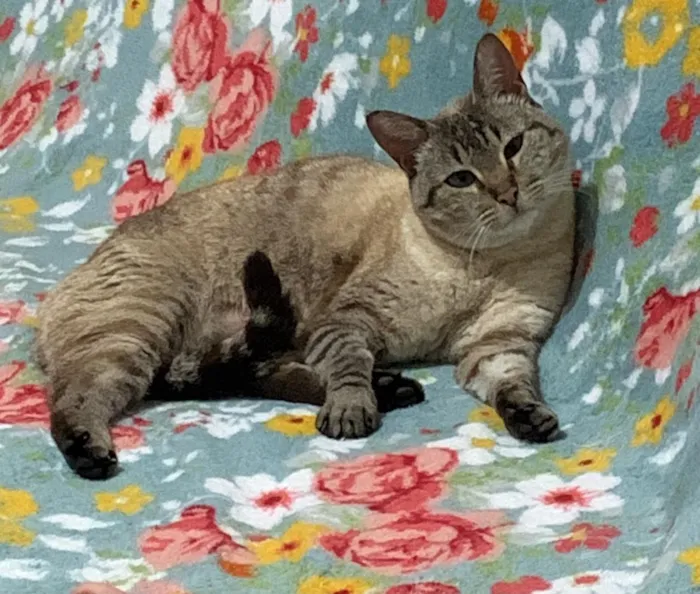 Gato raça SRD-ViraLata idade 3 anos nome gatinha carinhosa
