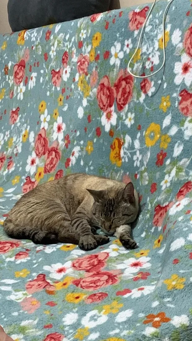Gato raça SRD-ViraLata idade 3 anos nome gatinha carinhosa