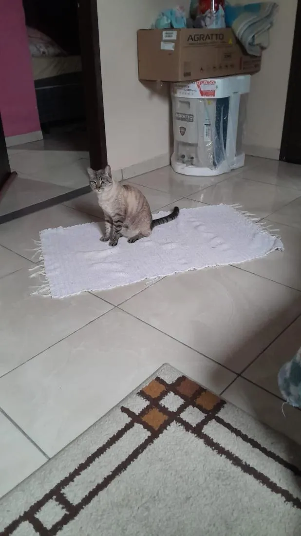 Gato raça SRD-ViraLata idade 3 anos nome gatinha carinhosa
