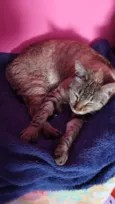 gatinha carinhosa