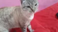 gatinha carinhosa